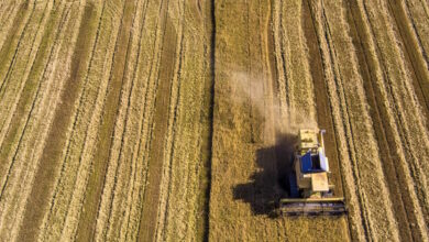 Μειώθηκε-έως-29%-η-καλλιέργεια-ρυζιού-στη-Βόρεια-Ελλάδα-–-Σε-1,7-εκατ.-τόνους-οι-εισαγωγές-στην-ΕΕ