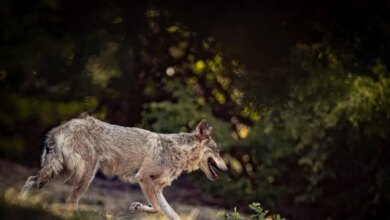 Πάρνηθα:-Αιχμαλωτίστηκε-ο-λύκος-που-πλησίαζε-κατοικημένες-περιοχές-–-Έρευνα-για-το-εάν-είναι-το-ζώο-που-επιτέθηκε-σε-περιπατητή-στο-Κρυονέρι