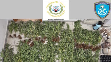 Πήλιο:-Ξεριζώθηκαν-79-δενδρύλλια-κάνναβης-–-Το-ύψος-τους-ξεπερνούσε-τα-2-μέτρα