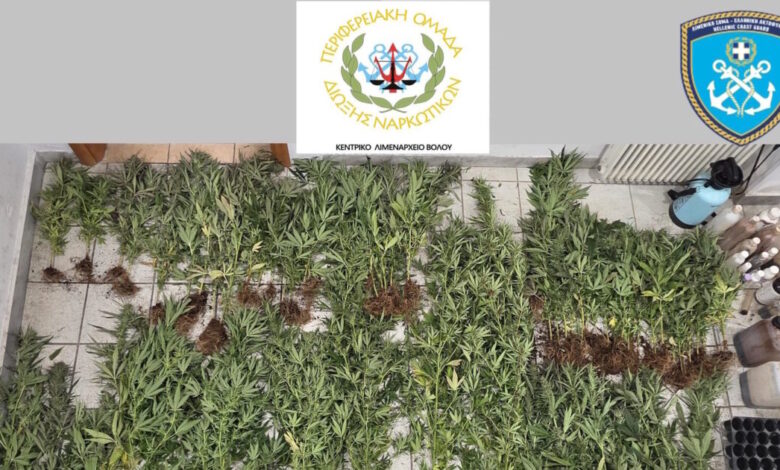 Πήλιο:-Ξεριζώθηκαν-79-δενδρύλλια-κάνναβης-–-Το-ύψος-τους-ξεπερνούσε-τα-2-μέτρα