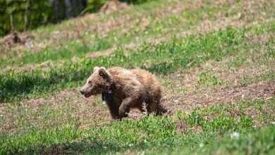 Νευροκόπι:-Αρκούδα-κατασπάραξε-200-πρόβατα-–-Ανησυχία-στο-χωριό-από-τις-συνεχείς-επιθέσεις