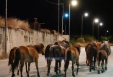 Κεφαλονιά:-Άλογα-καλπάζουν-στη-μέση-του-δρόμου-Αργοστολίου-–-Πόρου,-βίντεο