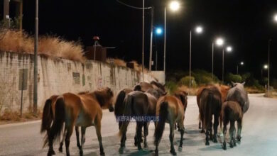Κεφαλονιά:-Άλογα-καλπάζουν-στη-μέση-του-δρόμου-Αργοστολίου-–-Πόρου,-βίντεο