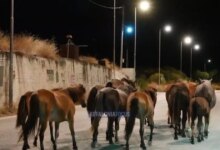 Κεφαλονιά:-Άλογα-καλπάζουν-στη-μέση-του-δρόμου-Αργοστολίου-–-Πόρου,-βίντεο