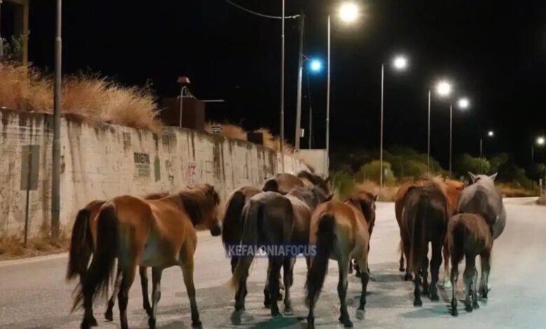 Κεφαλονιά:-Άλογα-καλπάζουν-στη-μέση-του-δρόμου-Αργοστολίου-–-Πόρου,-βίντεο