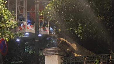Πτώση-μεγάλου-δέντρου-έξω-από-το-Μέγαρο-Μαξίμου:-Κλειστή-η-Ηρώδου-Αττικού