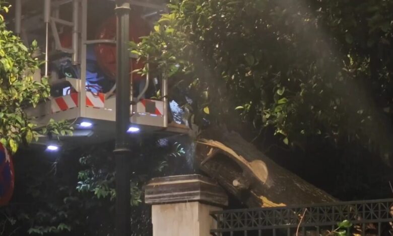 Πτώση-μεγάλου-δέντρου-έξω-από-το-Μέγαρο-Μαξίμου:-Κλειστή-η-Ηρώδου-Αττικού