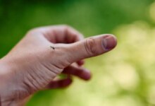 Ιός-Δυτικού-Νείλου:-2-θάνατοι-και-9-νέα-κρούσματα-–-Οι-περιοχές-υψηλού-κινδύνου