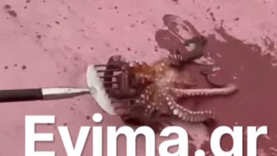Εύβοια:-Ψάρεψαν-χταπόδι-«γίγαντα»-στο-λιμάνι-του-Αλμυροποτάμου