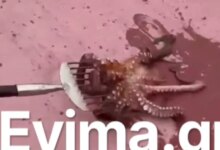 Εύβοια:-Ψάρεψαν-χταπόδι-«γίγαντα»-στο-λιμάνι-του-Αλμυροποτάμου
