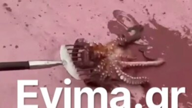 Εύβοια:-Ψάρεψαν-χταπόδι-«γίγαντα»-στο-λιμάνι-του-Αλμυροποτάμου