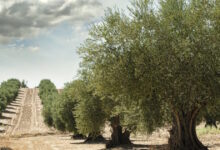«Ξεκλειδώνει»-πληρωμή-για-ελαιοπαραγωγούς-–-Η-απόφαση-για-τους-πραγματικούς-δικαιούχους