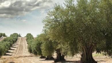 «Ξεκλειδώνει»-πληρωμή-για-ελαιοπαραγωγούς-–-Η-απόφαση-για-τους-πραγματικούς-δικαιούχους