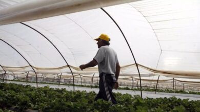 Θερμοκήπια:-Υψηλή-ζήτηση-για-επενδύσεις-σε-όλη-την-Ελλάδα-–-Η-συμμετοχή-στο-πρόγραμμα-ανά-περιφέρεια